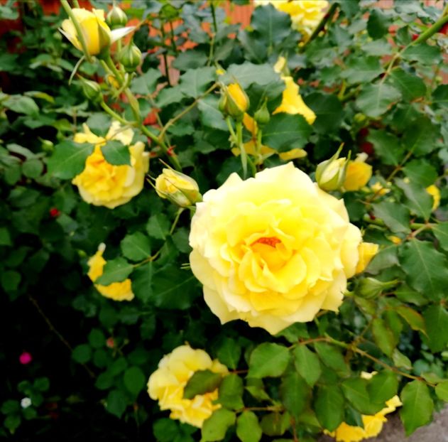  - Rimosa urcator