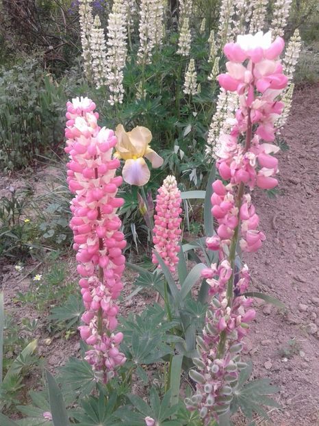 IMG-20200519-WA0004 - Plante perene cu flori