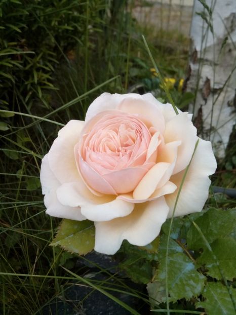  - A shropshire lad