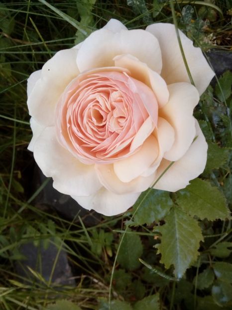  - A shropshire lad