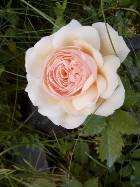  - A shropshire lad