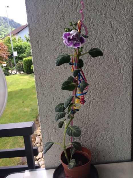 20.05.2020 - Gloxinia Burgundy Queen