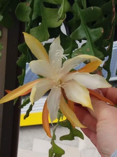 epipyllum anguliger preluare - 0 AAA OFERTE DE PLANTE