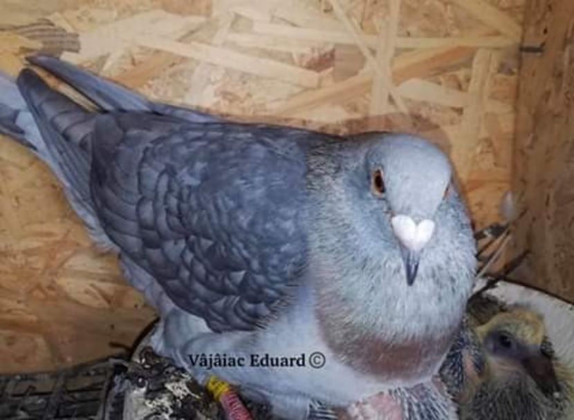  - NU AMI APARTIN 2020