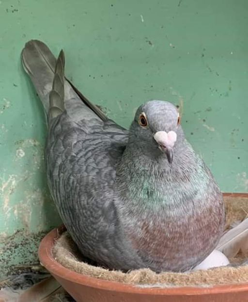  - NU AMI APARTIN 2020