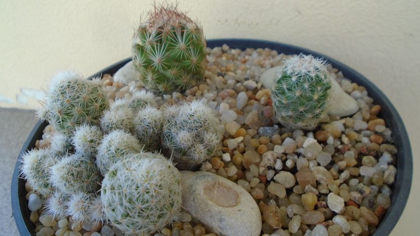 Escobaria sneedii ssp. leei - Cactusi 2020 evolutie