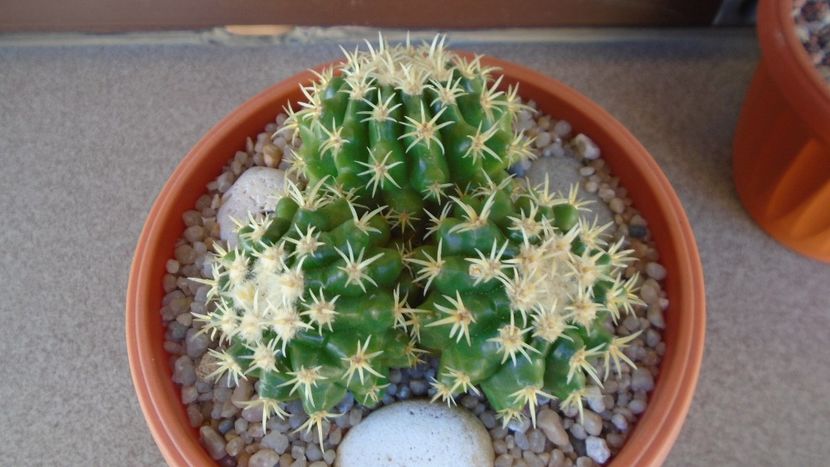 Echinocactus grusonii v. subinermis - Cactusi 2020 evolutie