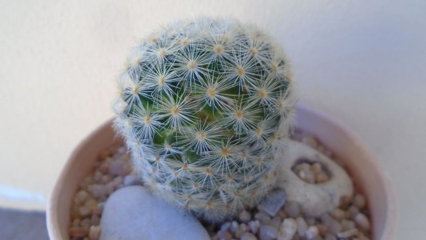 Mammillaria laui albiflora - Cactusi 2020 evolutie primavara