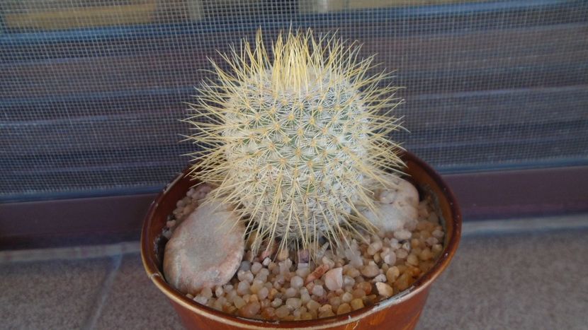Mammillaria dixanthocentron - Cactusi 2020 evolutie primavara