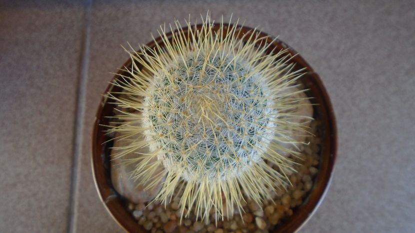Mammillaria dixanthocentron - Cactusi 2020 evolutie primavara