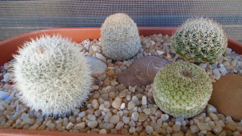 Grup de 4 Mammillaria - Cactusi 2020 evolutie primavara