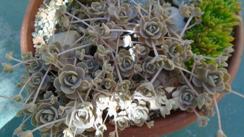 Orostachys iwarenge (Chinese dunce cap) - Suculente 2020