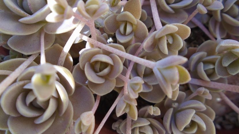 Orostachys iwarenge (Chinese dunce cap) - Suculente 2020