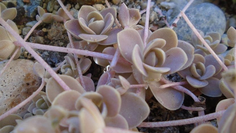 Orostachys iwarenge (Chinese dunce cap) - Suculente 2020