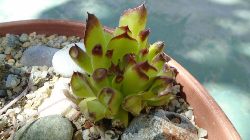 Sempervivum tectorum Oddity - Suculente 2020