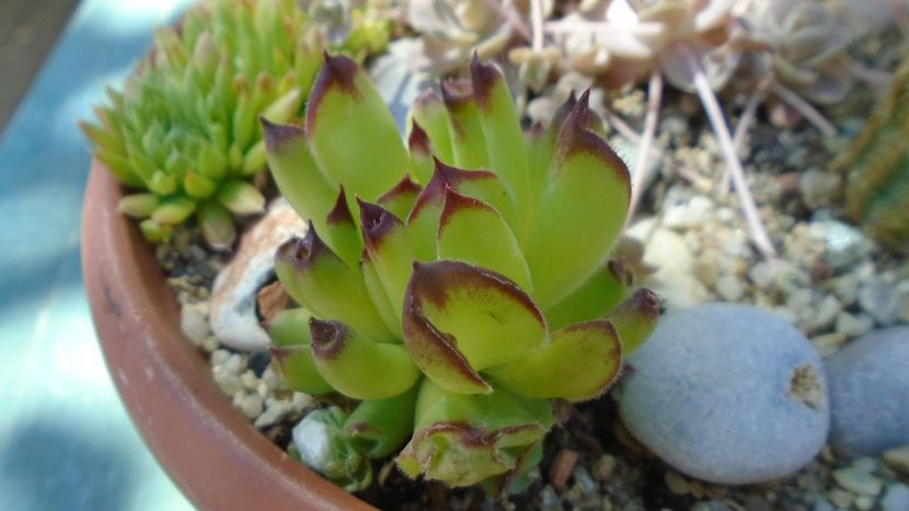 Sempervivum tectorum Oddity - Suculente 2020