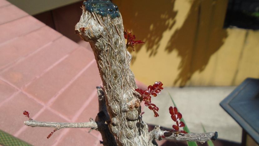 Operculicarya decaryi, inceput de vegetatie - Caudiciforme - pachycaule si bulboase 2020