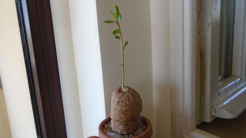 Talinum caffrum, inceput de vegetatie - Caudiciforme - pachycaule si bulboase 2020