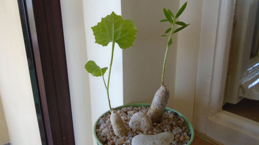 Talinum caffrum & Ibervillea sonorae, inceput de vegetatie - Caudiciforme - pachycaule si bulboase 2020