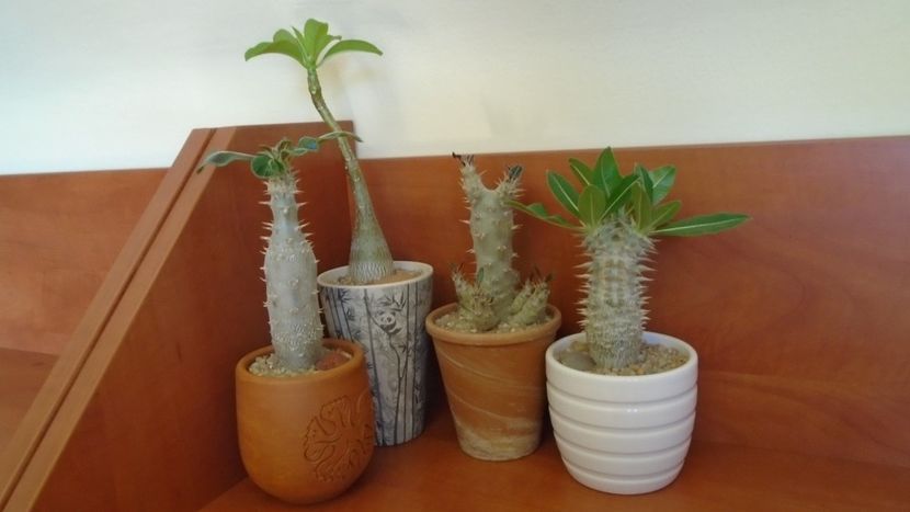Pachypodium: horombense, rosulatum, decaryi, rosulatum ssp. cactipes - Caudiciforme - pachycaule si bulboase 2020