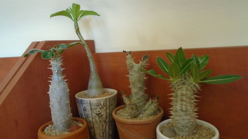 Pachypodium: horombense, rosulatum, decaryi, rosulatum ssp. cactipes - Caudiciforme - pachycaule si bulboase 2020
