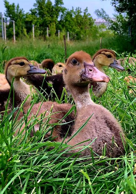 Prim-plan - Bomboane asortate 2020