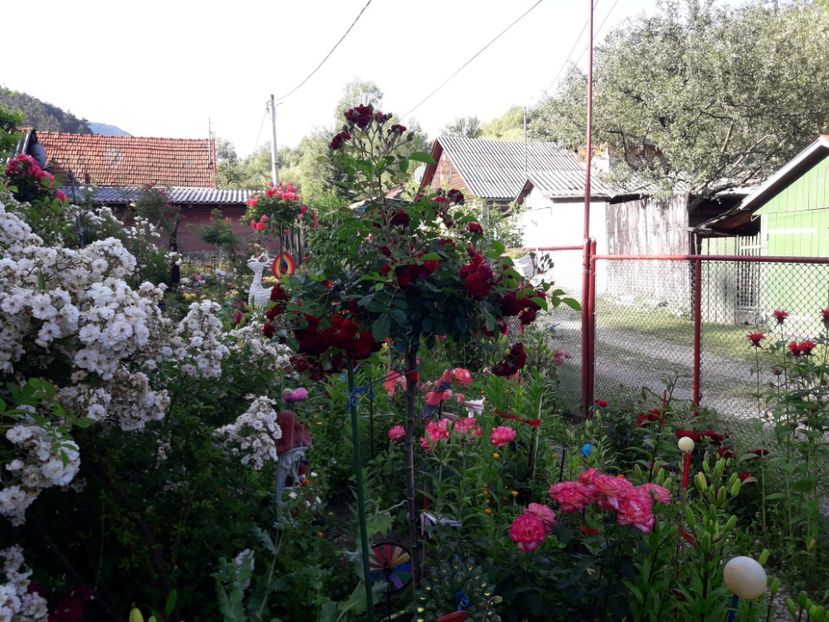  - ALBUM FINAL GRADINA 2019