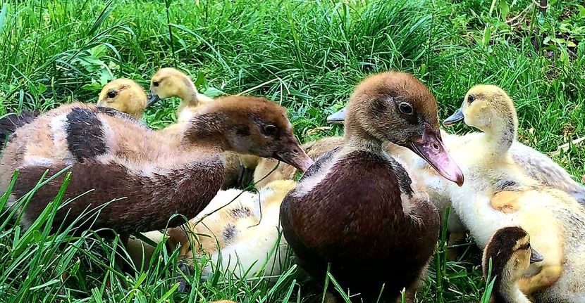 Ciocolatii - Bomboane asortate 2020