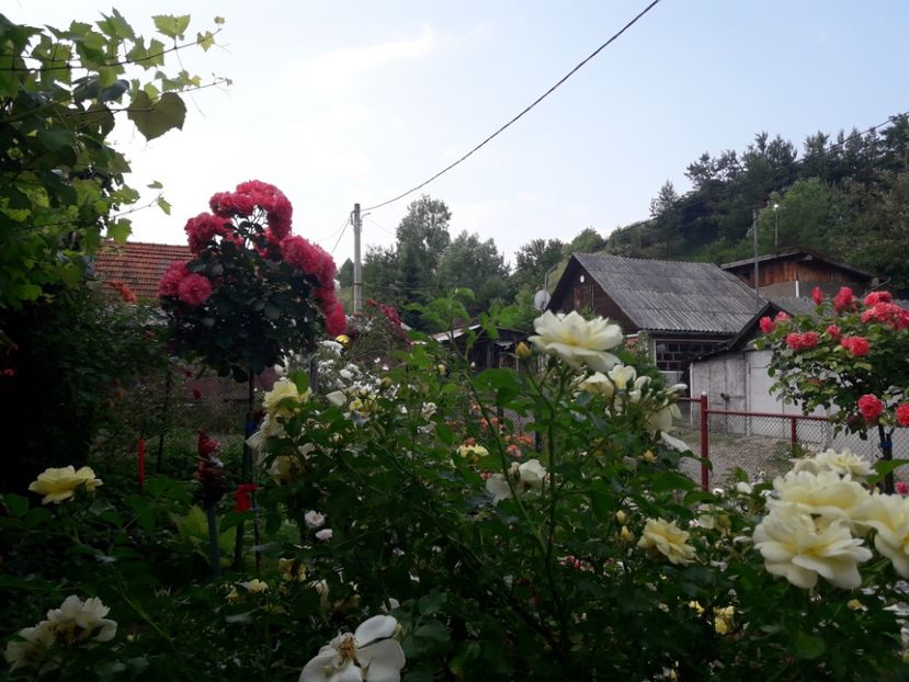  - ALBUM FINAL GRADINA 2019