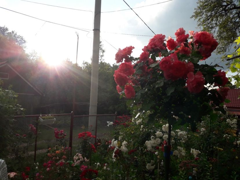  - ALBUM FINAL GRADINA 2019