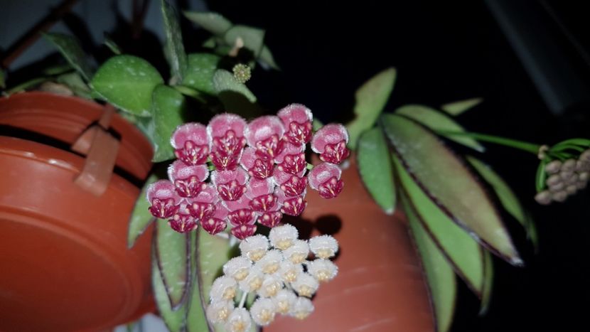  - 0 hoya infloriri in grup