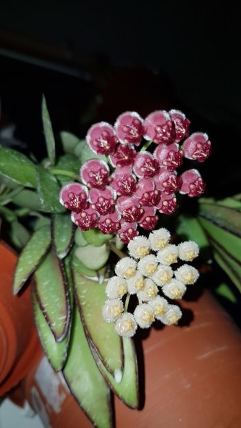  - 0 hoya infloriri in grup