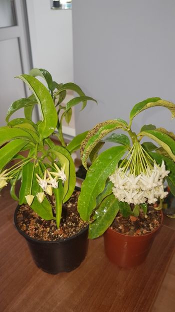  - 0 hoya infloriri in grup