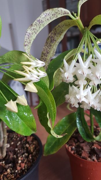  - 0 hoya infloriri in grup