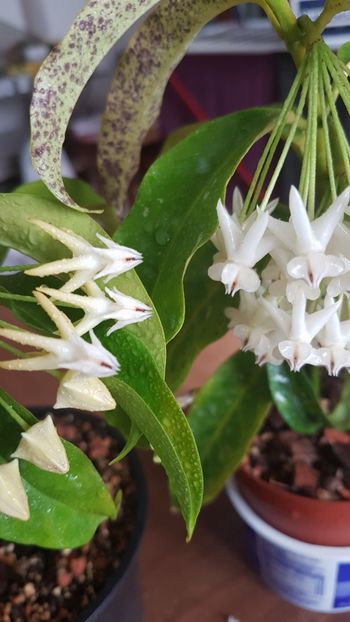  - 0 hoya infloriri in grup