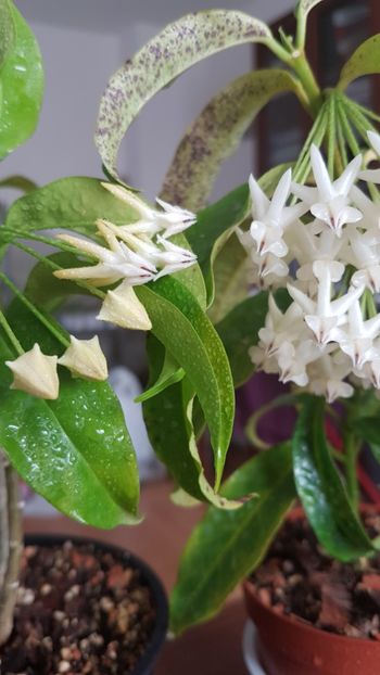  - 0 hoya infloriri in grup