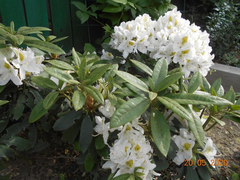  - 1Azalee-rhododendroni-heleborusi-hortensii-hoste 2020