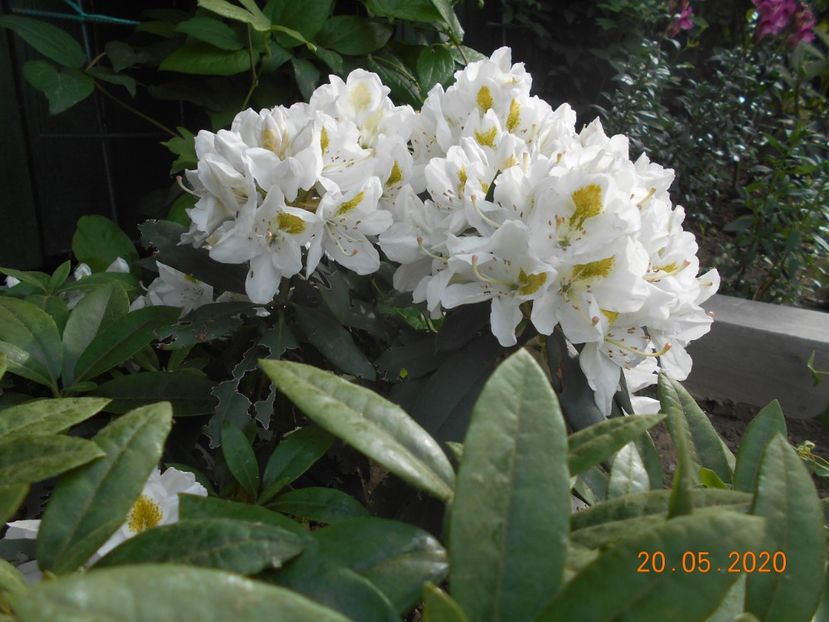  - 1Azalee-rhododendroni-heleborusi-hortensii-hoste 2020