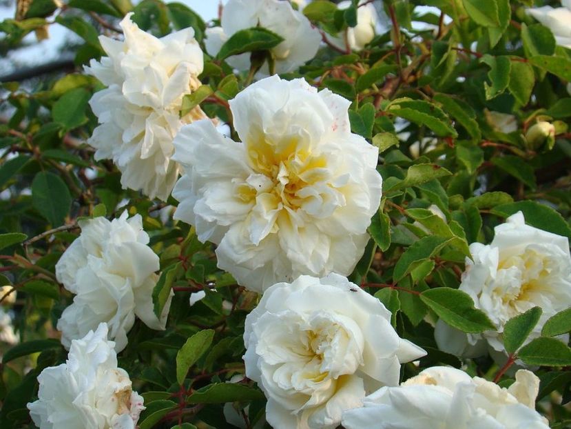 rose alberic barbier - Noutati trandafiri 2015 - 2024