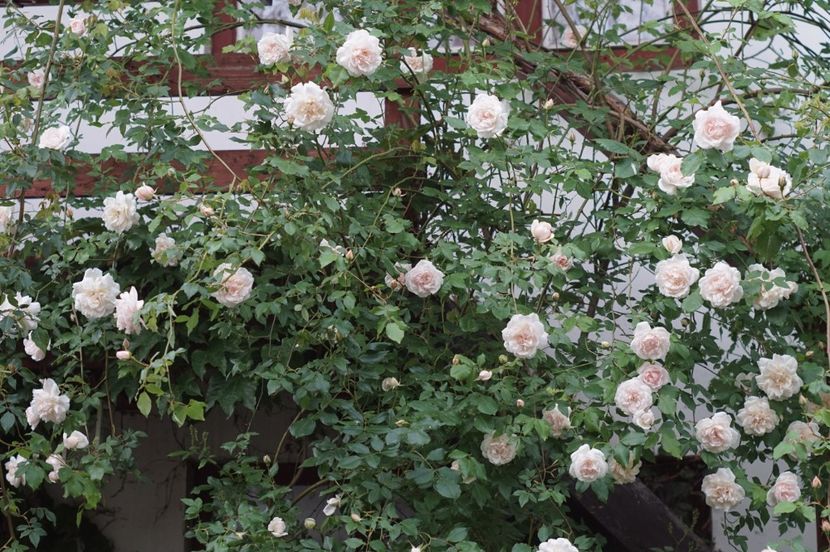  - MAI 2019- MAI 2020