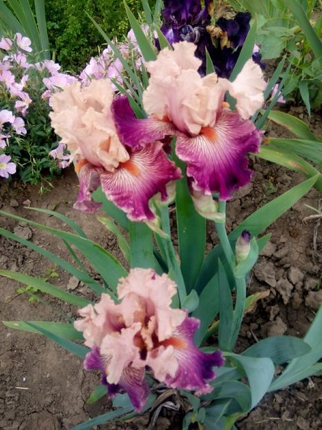 2020-05-19-08_49_18 - diverse flori 2020