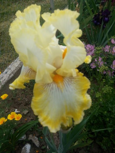 2020-05-19-08_50_02 - diverse flori 2020