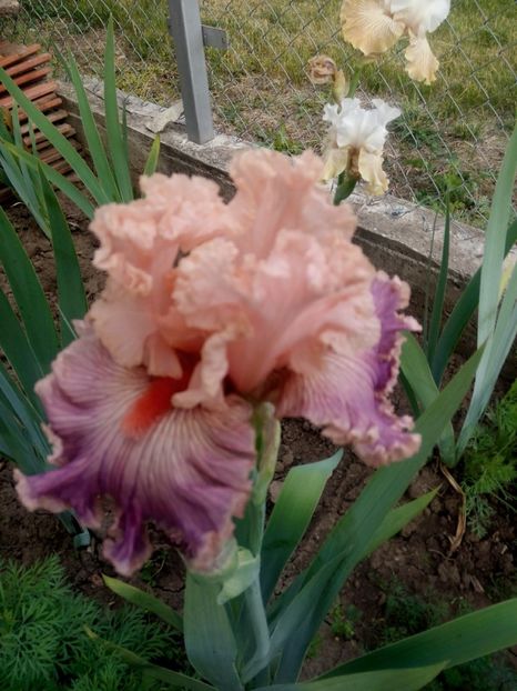 2020-05-19-08_50_13 - diverse flori 2020