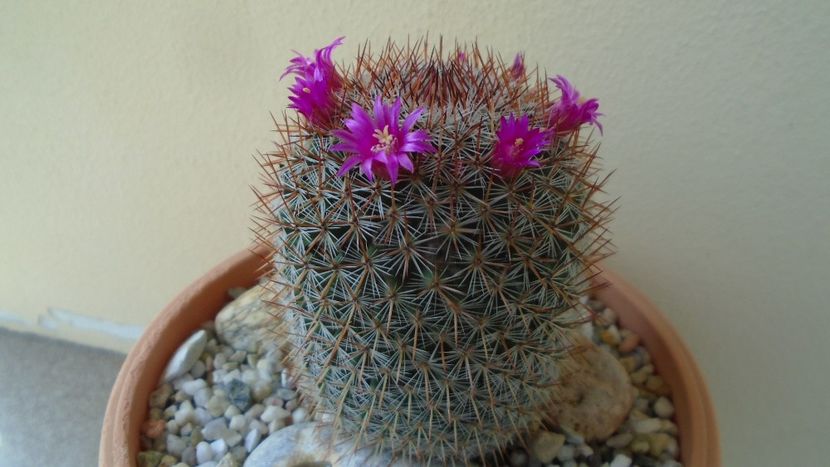 Mammillaria matudae - Cactusi 2020 evolutie