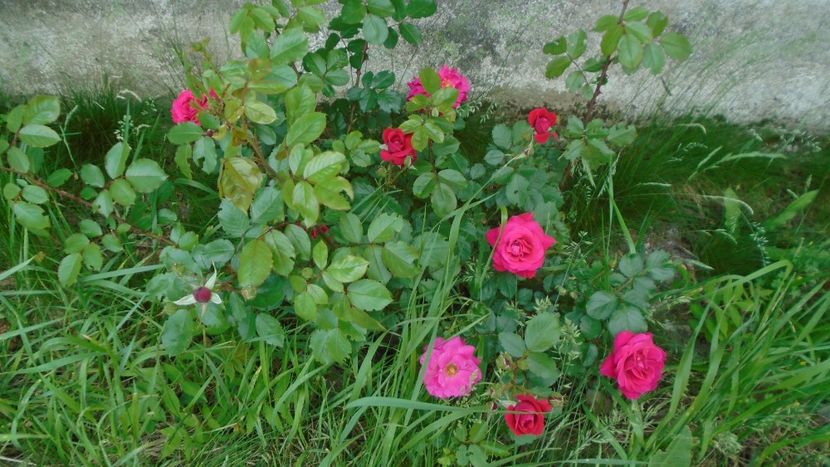 Trandafiri - Primavara 2020