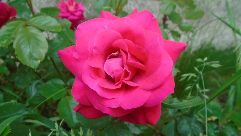 Trandafiri - Primavara 2020