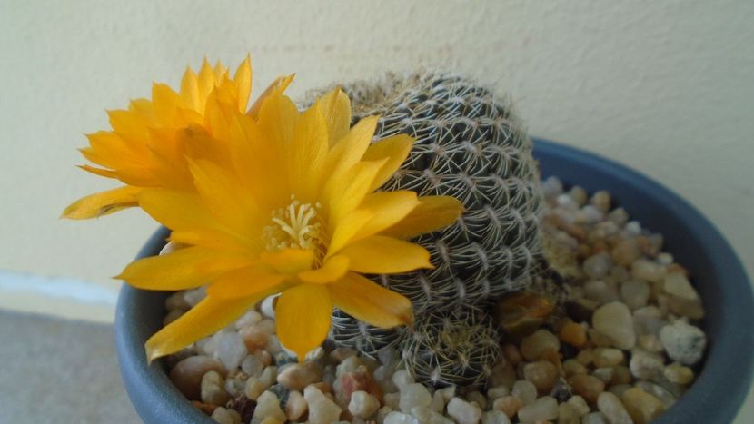 Rebutia arenacea - Cactusi 2020 evolutie primavara