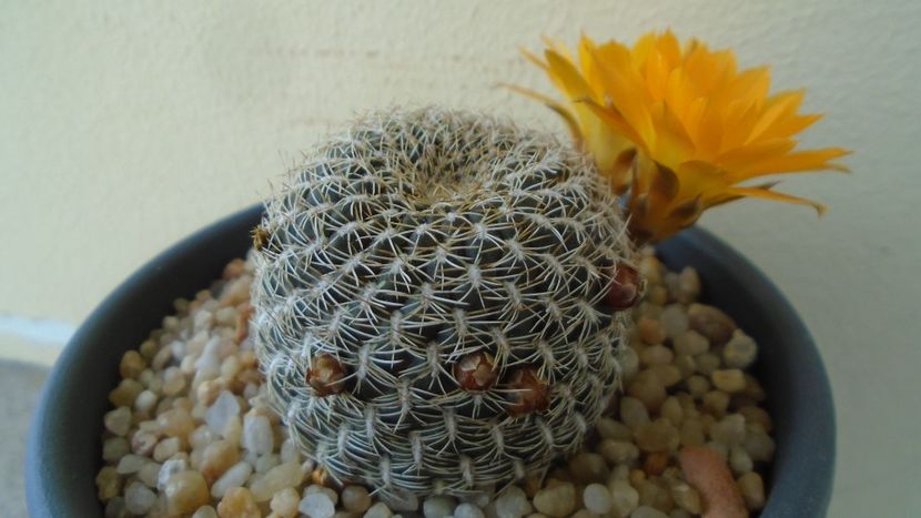 Rebutia arenacea - Cactusi 2020 evolutie primavara