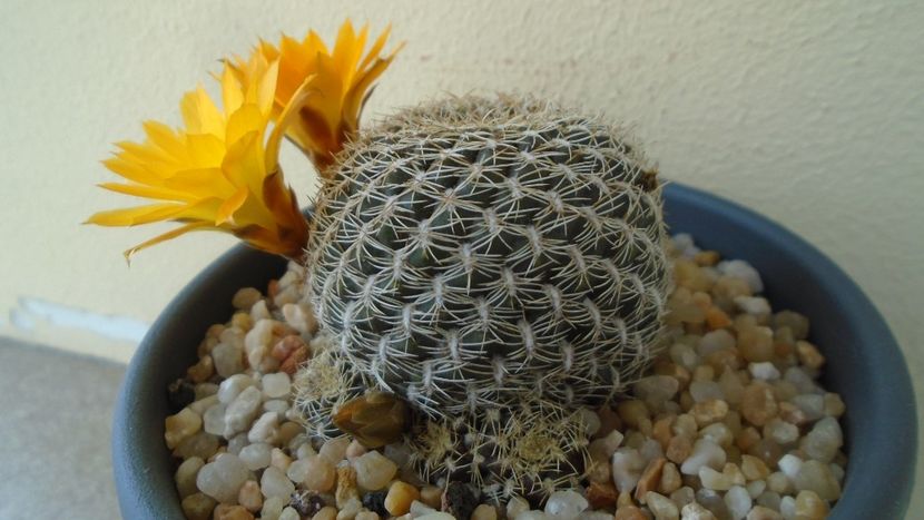 Rebutia arenacea - Cactusi 2020 evolutie primavara