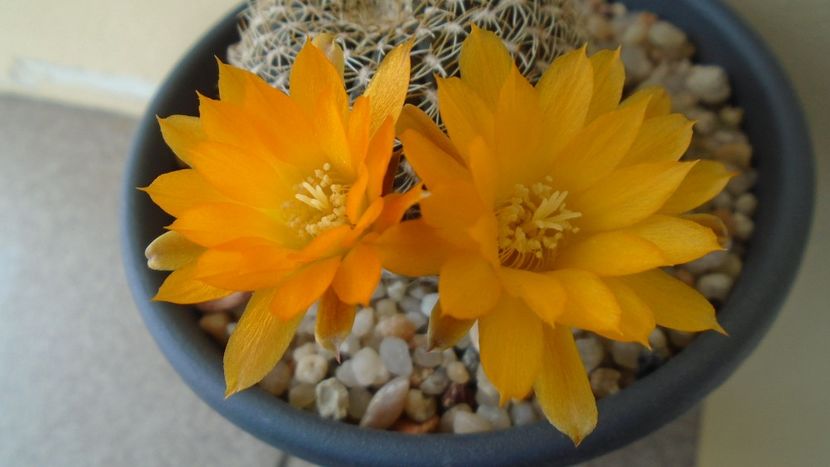 Rebutia arenacea - Cactusi 2020 evolutie primavara
